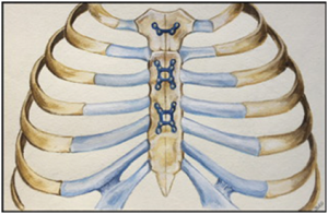 chest wall diagram 
